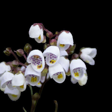Excursión Botánica Guiada 07/01/26