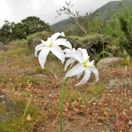 Reconociendo la flora nativa de Yerbaloca 