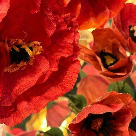 Regala una flor eterna a tu mamá junto a Flores x Mujeres 18:00 a 19:00 hrs