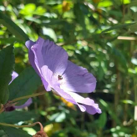 Excursión Botánica Guiada 21/01/26