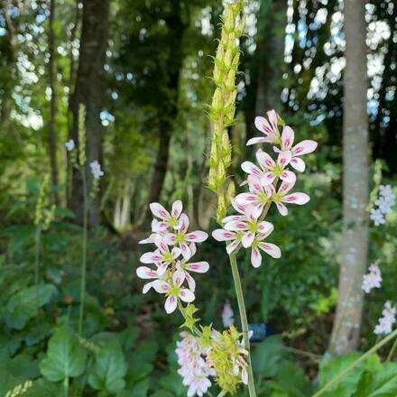 Autoguiado Corto 26/02/26