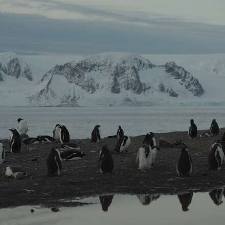 “ANTÁRTICA EN BUSCA DE LA ADAPTACIÓN” Jota Loyola (2024)