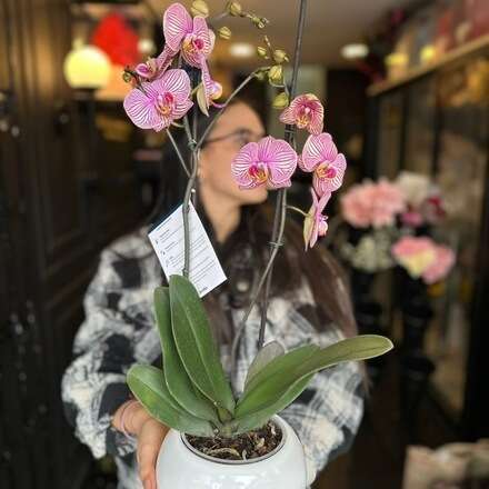 Arreglos Florales