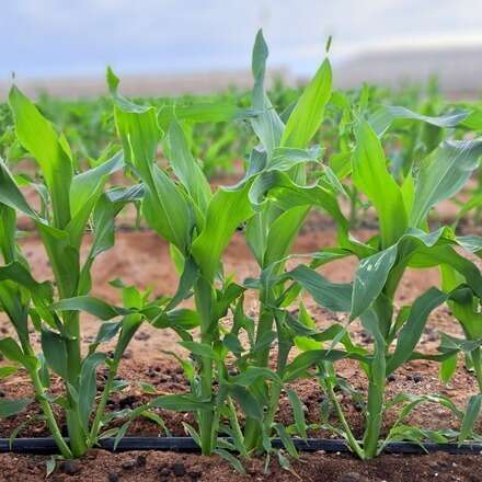 Copia de Cultivar el desierto: soluciones sostenibles para la agricultura del norte de Chile