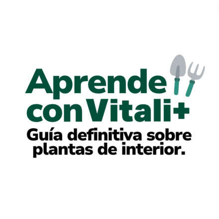 Aprende con Vitali+: Guía definitiva para el cuidado de plantas de interior.