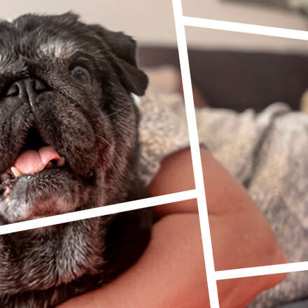 3er Congreso Gerontología y Salud Mental en la Medicina Veterinaria