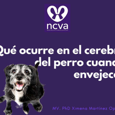 Charla "¿Qué pasa cuando el cerebro del perro envejece"?