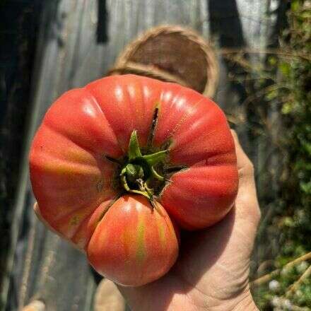 Degustación del Maule: Tomate rosado y vino