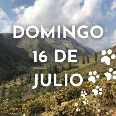 Carnívoros de Chile Central