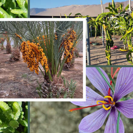 3er Encuentro Agro Tech: Alternativas de inversión en cultivos de alto valor comercial para el desierto