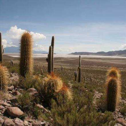 Charla Gratuita de los Cactus del Extremo Norte de Chile 17 Nov