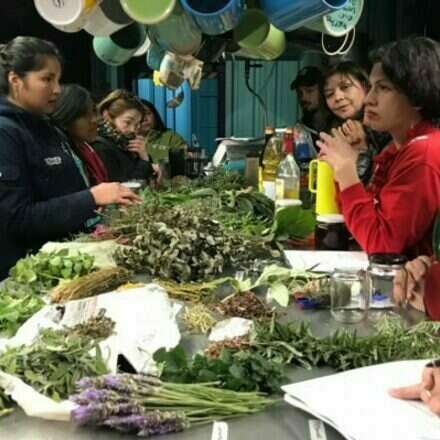 TALLER FITOTERAPIA ECOREMEDIOS “Conectar con la naturaleza y el autocuidado a través de las plantas medicinales”