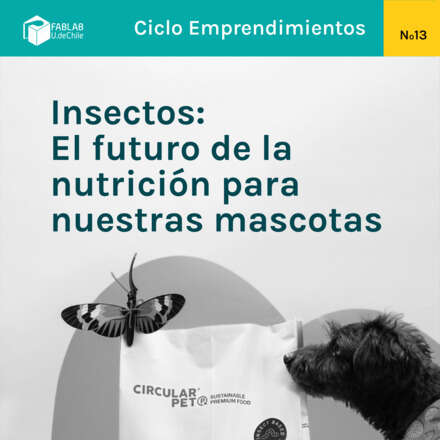 Insectos: El futuro de la nutrición para nuestras mascotas