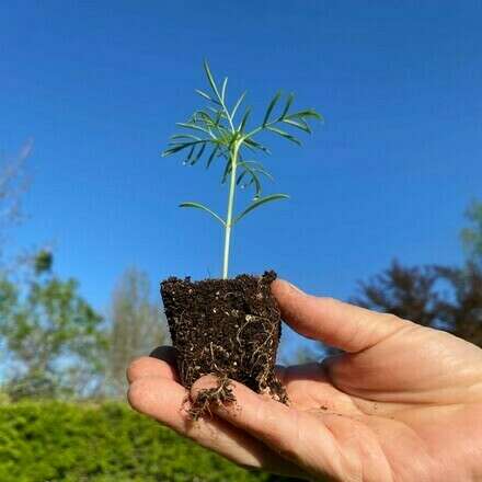 MERCADO PRIMAVERA: Almacigos y fertilización de flores del ciclo cálido: un verano florido se siembra en primavera junto a Józe Paz Gulle