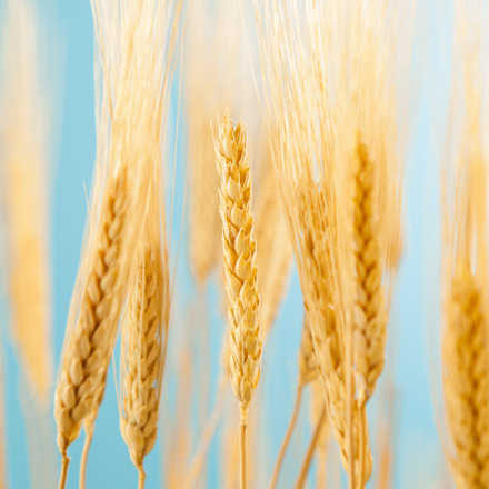 Simposio: Reacciones adversas a los alimentos ¿en qué estamos?