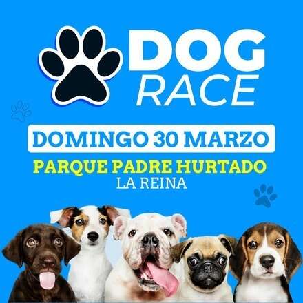 Dog Race 