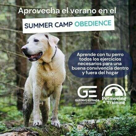 Summer Camp Obedience Febrero