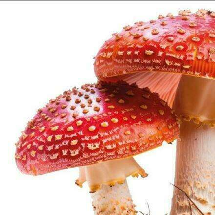 Charla "Una nueva materialidad inspirada en la inteligencia de la naturaleza" por Hernán Rebolledo 