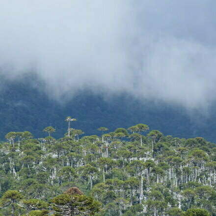 VISITANDO LOS LAGUITOS DE CHALLUPÉN