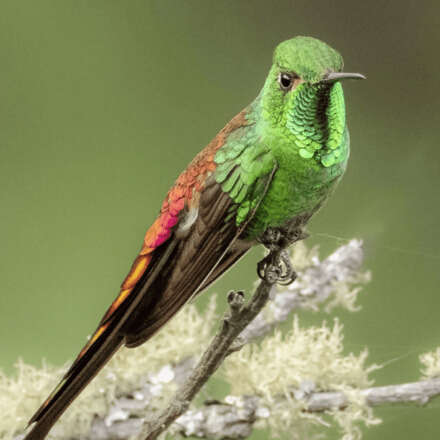 GALA COMETA VERDE