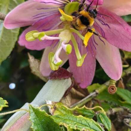  Excursión Botánica Guiada 08/02/26