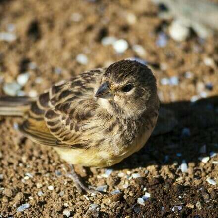 Conozcamos la avifauna de Yerbaloca 