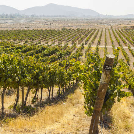 COPA BARON PHILIPPE DE ROTHSCHILD 2023