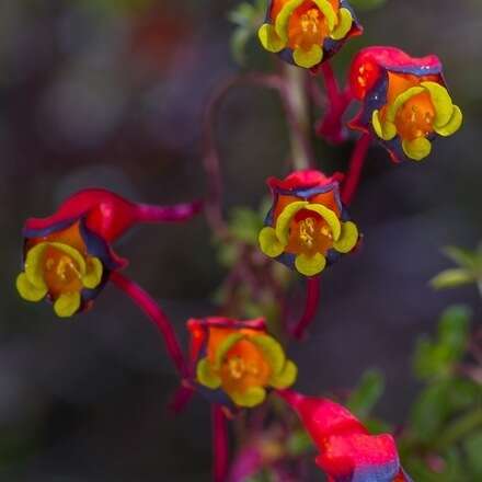 Reconociendo la flora nativa de Yerbaloca 