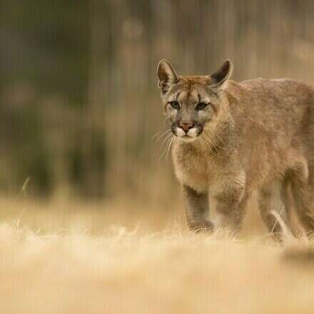Charla Huellas de Mamíferos