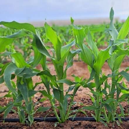 Cultivar el desierto: soluciones sostenibles para la agricultura del norte de Chile